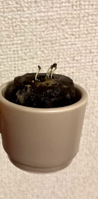 【第1の挑戦・6日目】小さい植物キットで植物を育てる！