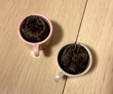 【第1の挑戦・7日目】小さい植物キットで植物を育てる！