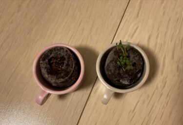 【第1の挑戦・10日目】小さい植物キットで植物を育てる！