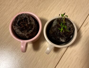 【第1の挑戦・11日目】小さい植物キットで植物を育てる！