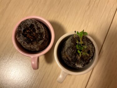 【第1の挑戦・12日目】小さい植物キットで植物を育てる！