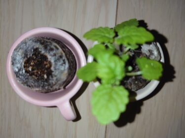 【第1の挑戦・33日目】小さい植物キットで植物を育てる！