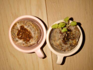 【第1の挑戦・21日目】小さい植物キットで植物を育てる！