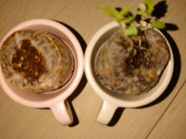 【第1の挑戦・22日目】小さい植物キットで植物を育てる！