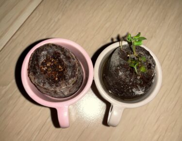 【第1の挑戦・14日目】小さい植物キットで植物を育てる！