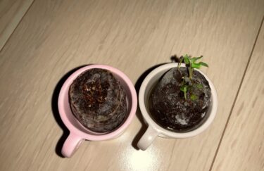 【第1の挑戦・15日目】小さい植物キットで植物を育てる！