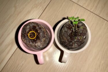 【第1の挑戦・16日目】小さい植物キットで植物を育てる！