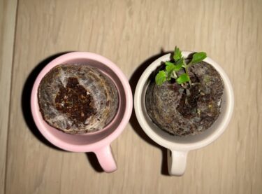 【第1の挑戦・18日目】小さい植物キットで植物を育てる！