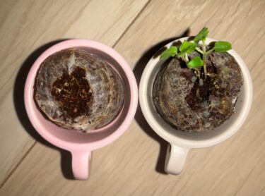 【第1の挑戦・19日目】小さい植物キットで植物を育てる！