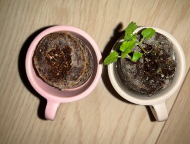 【第1の挑戦・24日目】小さい植物キットで植物を育てる！