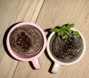 【第1の挑戦・25日目】小さい植物キットで植物を育てる！