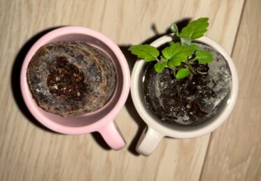 【第1の挑戦・27日目】小さい植物キットで植物を育てる！