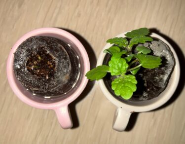 【第1の挑戦・31日目】小さい植物キットで植物を育てる！
