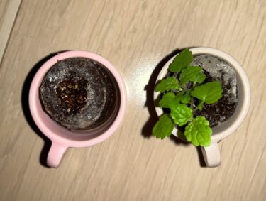 【第1の挑戦・32日目】小さい植物キットで植物を育てる！
